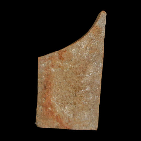 0.9" Tyrannosaurus Rex Fossil Bone Dinosaur Lance Creek Formation Wyoming COA