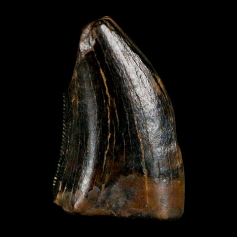 0.5" Tyrannosaur Serrated Fossil Tooth Cretaceous Dinosaur Judith River FM MT COA - Fossil Age Minerals