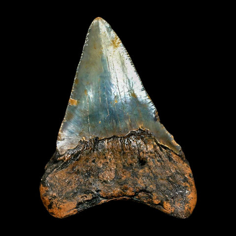 2.7" Quality Megalodon Shark Tooth Serrated Fossil Natural Miocene Age COA - Fossil Age Minerals