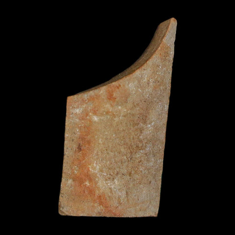0.9" Tyrannosaurus Rex Fossil Bone Dinosaur Lance Creek Formation Wyoming COA