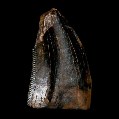 0.5" Tyrannosaur Serrated Fossil Tooth Cretaceous Dinosaur Judith River FM MT COA - Fossil Age Minerals