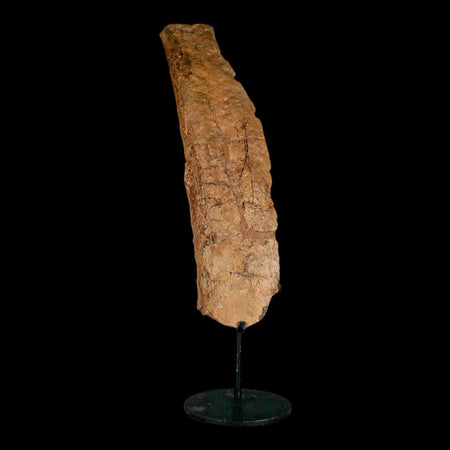 9.6" Triceratops Fossil Rib Bone Hell Creek FM Cretaceous Dinosaur MT COA Metal Stand