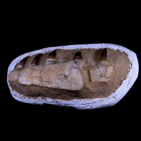 16" Prognathodon Mosasaur Fossil Jaw Teeth Cretaceous Dinosaur Era COA, Stand