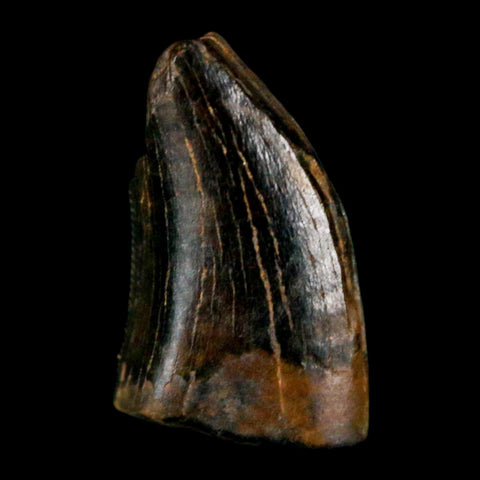 0.5" Tyrannosaur Serrated Fossil Tooth Cretaceous Dinosaur Judith River FM MT COA - Fossil Age Minerals