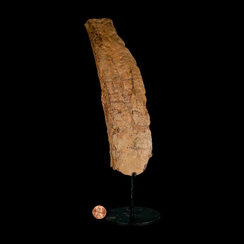 9.6" Triceratops Fossil Rib Bone Hell Creek FM Cretaceous Dinosaur MT COA Metal Stand