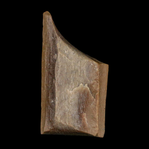 0.9" Tyrannosaurus Rex Fossil Bone Dinosaur Lance Creek Formation Wyoming COA