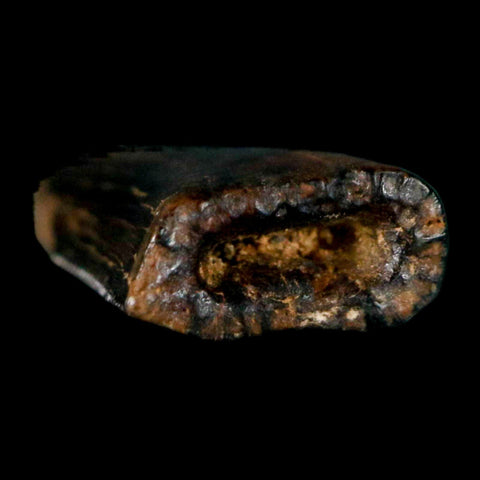 0.5" Tyrannosaur Serrated Fossil Tooth Cretaceous Dinosaur Judith River FM MT COA - Fossil Age Minerals