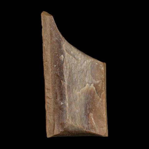 0.9" Tyrannosaurus Rex Fossil Bone Dinosaur Lance Creek Formation Wyoming COA