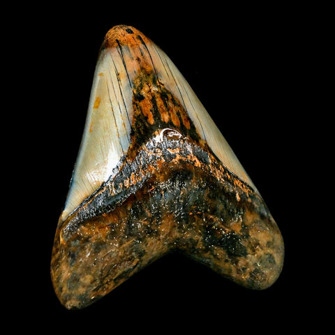 3.1" Quality Megalodon Shark Tooth Serrated Fossil Natural Miocene Age COA - Fossil Age Minerals