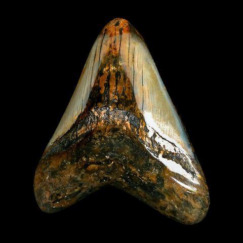 3.1" Quality Megalodon Shark Tooth Serrated Fossil Natural Miocene Age COA - Fossil Age Minerals