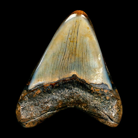 3.1" Quality Megalodon Shark Tooth Serrated Fossil Natural Miocene Age COA - Fossil Age Minerals