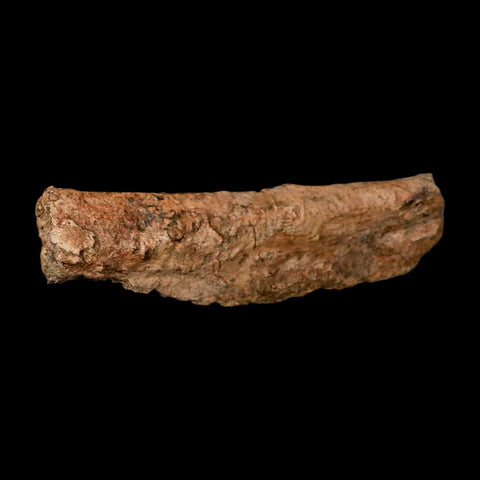 9.6" Triceratops Fossil Rib Bone Hell Creek FM Cretaceous Dinosaur MT COA Metal Stand