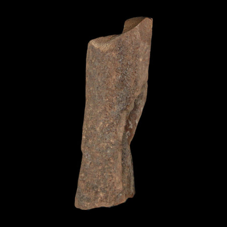 1.3" Tyrannosaurus Rex Fossil Bone Dinosaur Lance Creek Formation Wyoming COA