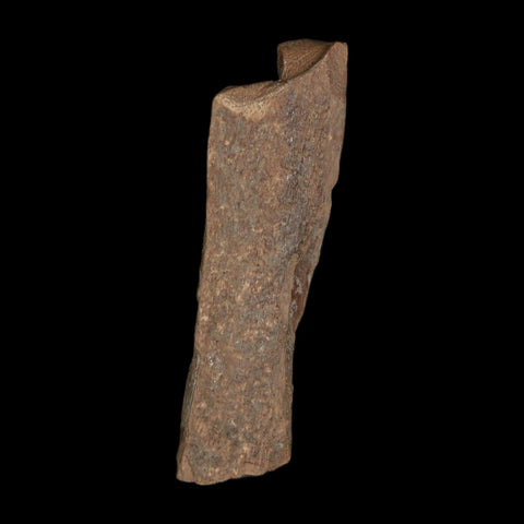 1.3" Tyrannosaurus Rex Fossil Bone Dinosaur Lance Creek Formation Wyoming COA