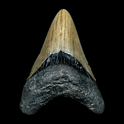 2.4" Quality Megalodon Shark Tooth Serrated Fossil Natural Miocene Age COA - Fossil Age Minerals