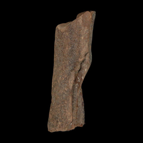 1.3" Tyrannosaurus Rex Fossil Bone Dinosaur Lance Creek Formation Wyoming COA