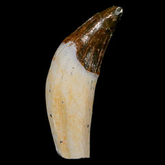Basilosaurus (Whale) Fossils