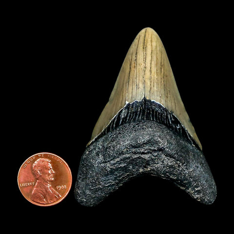 2.4" Quality Megalodon Shark Tooth Serrated Fossil Natural Miocene Age COA - Fossil Age Minerals