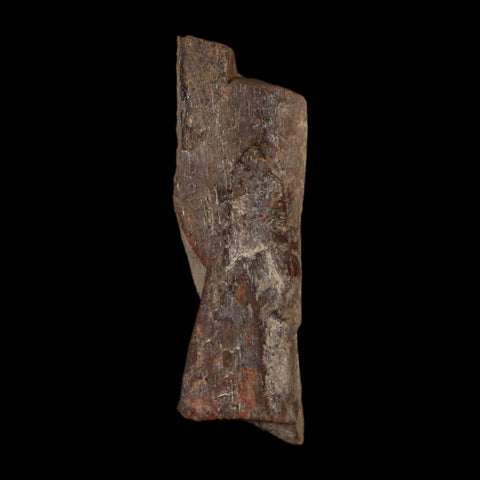 1.3" Tyrannosaurus Rex Fossil Bone Dinosaur Lance Creek Formation Wyoming COA