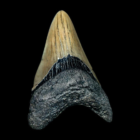 2.4" Quality Megalodon Shark Tooth Serrated Fossil Natural Miocene Age COA - Fossil Age Minerals