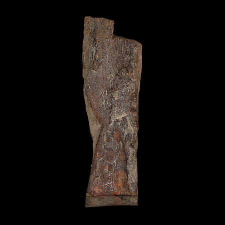 1.3" Tyrannosaurus Rex Fossil Bone Dinosaur Lance Creek Formation Wyoming COA