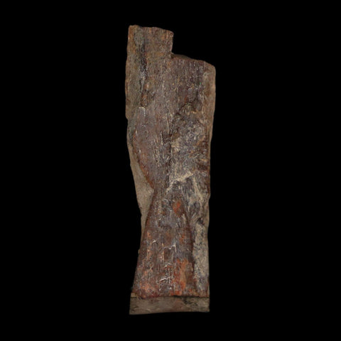 1.3" Tyrannosaurus Rex Fossil Bone Dinosaur Lance Creek Formation Wyoming COA