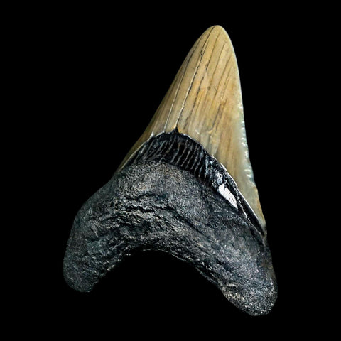 2.4" Quality Megalodon Shark Tooth Serrated Fossil Natural Miocene Age COA - Fossil Age Minerals