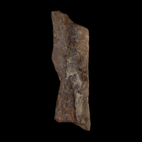 1.3" Tyrannosaurus Rex Fossil Bone Dinosaur Lance Creek Formation Wyoming COA