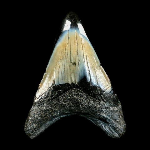 2.4" Quality Megalodon Shark Tooth Serrated Fossil Natural Miocene Age COA - Fossil Age Minerals