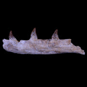 10.1" Basilosaurus Fossil Jaw Teeth 40-34 Mil Yrs Old Eocene COA