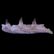 10.1 Basilosaurus Fossil Jaw Teeth Prehistoric Whale 40-34 Mil Yrs Old Eocene COA