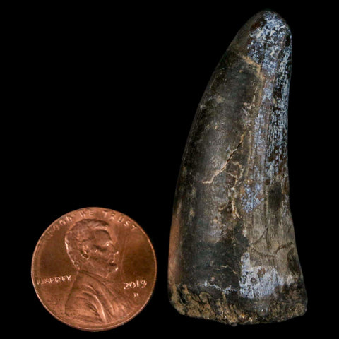1.8" Sarcosuchus Imperator Crocodile Fossil Tooth Elrhaz FM Cretaceous Niger COA - Fossil Age Minerals