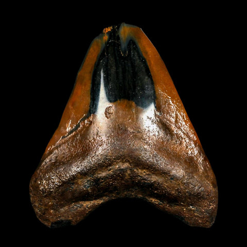 2.6" Quality Megalodon Shark Tooth Serrated Fossil Natural Miocene Age COA - Fossil Age Minerals