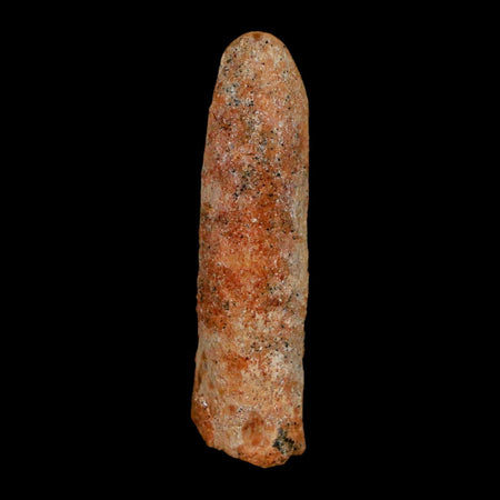 1.6" Rebbachisaurus Sauropod Fossil Tooth Early Cretaceous Dinosaur COA, Display