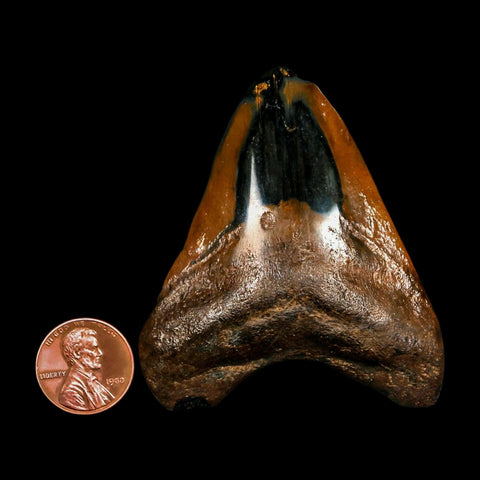 2.6" Quality Megalodon Shark Tooth Serrated Fossil Natural Miocene Age COA - Fossil Age Minerals