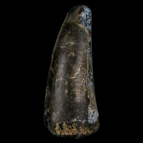 1.8" Sarcosuchus Imperator Crocodile Fossil Tooth Elrhaz FM Cretaceous Niger COA - Fossil Age Minerals