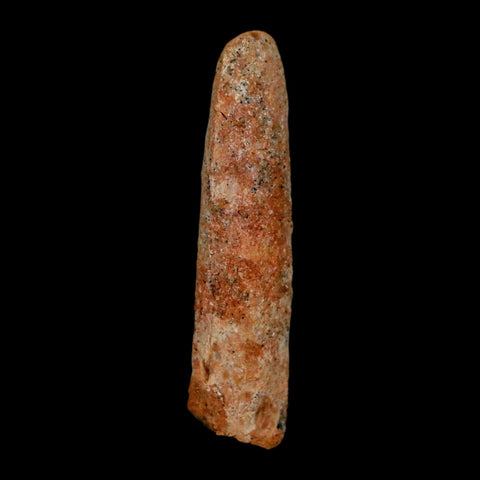 1.6" Rebbachisaurus Sauropod Fossil Tooth Early Cretaceous Dinosaur COA, Display - Fossil Age Minerals