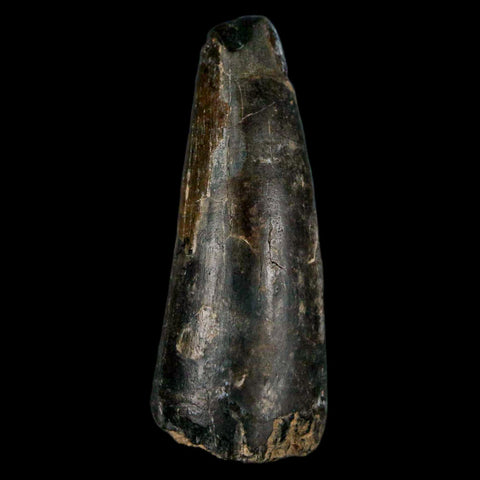 1.8" Sarcosuchus Imperator Crocodile Fossil Tooth Elrhaz FM Cretaceous Niger COA - Fossil Age Minerals