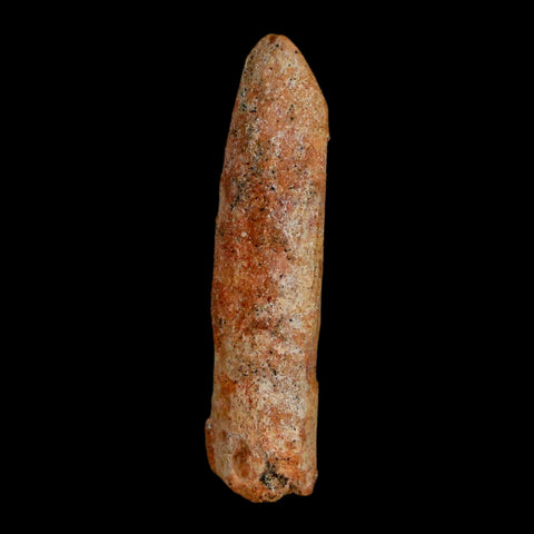 1.6" Rebbachisaurus Sauropod Fossil Tooth Early Cretaceous Dinosaur COA, Display - Fossil Age Minerals
