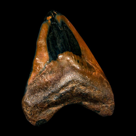 2.6" Quality Megalodon Shark Tooth Serrated Fossil Natural Miocene Age COA - Fossil Age Minerals