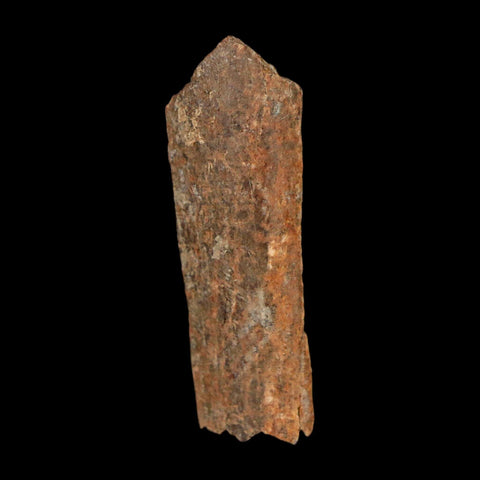 1.5" Tyrannosaurus Rex Fossil Bone Dinosaur Lance Creek Formation Wyoming COA