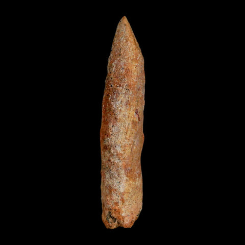 1.6" Rebbachisaurus Sauropod Fossil Tooth Early Cretaceous Dinosaur COA, Display - Fossil Age Minerals