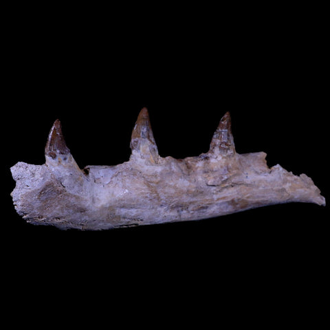10.1 Basilosaurus Fossil Jaw Teeth Prehistoric Whale 40-34 Mil Yrs Old Eocene COA - Fossil Age Minerals