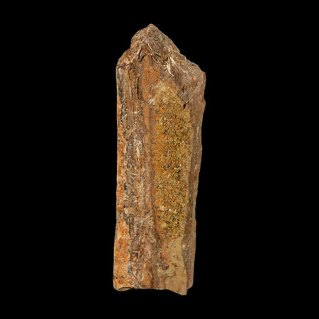 1.5" Tyrannosaurus Rex Fossil Bone Dinosaur Lance Creek Formation Wyoming COA