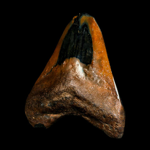 2.6" Quality Megalodon Shark Tooth Serrated Fossil Natural Miocene Age COA - Fossil Age Minerals