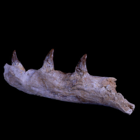 10.1 Basilosaurus Fossil Jaw Teeth Prehistoric Whale 40-34 Mil Yrs Old Eocene COA - Fossil Age Minerals