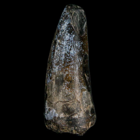 1.8" Sarcosuchus Imperator Crocodile Fossil Tooth Elrhaz FM Cretaceous Niger COA - Fossil Age Minerals