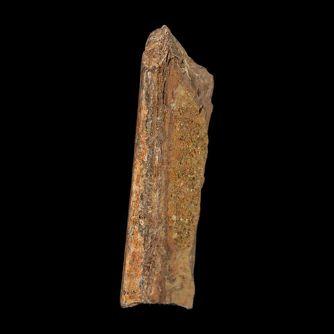 1.5" Tyrannosaurus Rex Fossil Bone Dinosaur Lance Creek Formation Wyoming COA