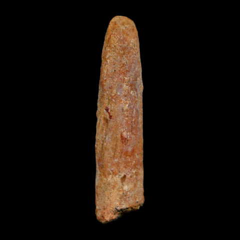 1.6" Rebbachisaurus Sauropod Fossil Tooth Early Cretaceous Dinosaur COA, Display - Fossil Age Minerals