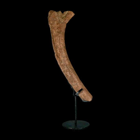 11" Hadrosaur Dinosaur Fossil Rib Bone Hell Creek FM MT COA Metal Stand
